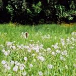 013_zeltplanen-naeh-tag_2007